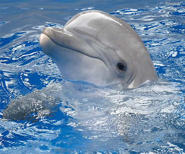 How to get Dolphin Live Wallpaper lastet apk for pc
