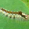 Clearwing Tussock Moth Caterpillar