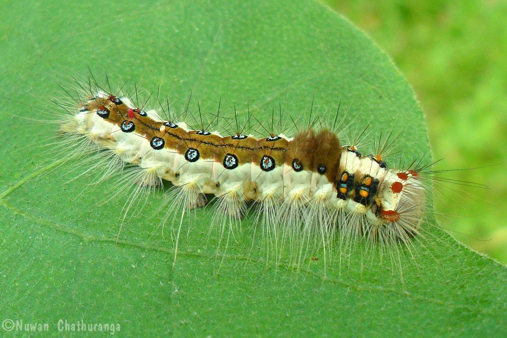 Clearwing Tussock Moth Caterpillar