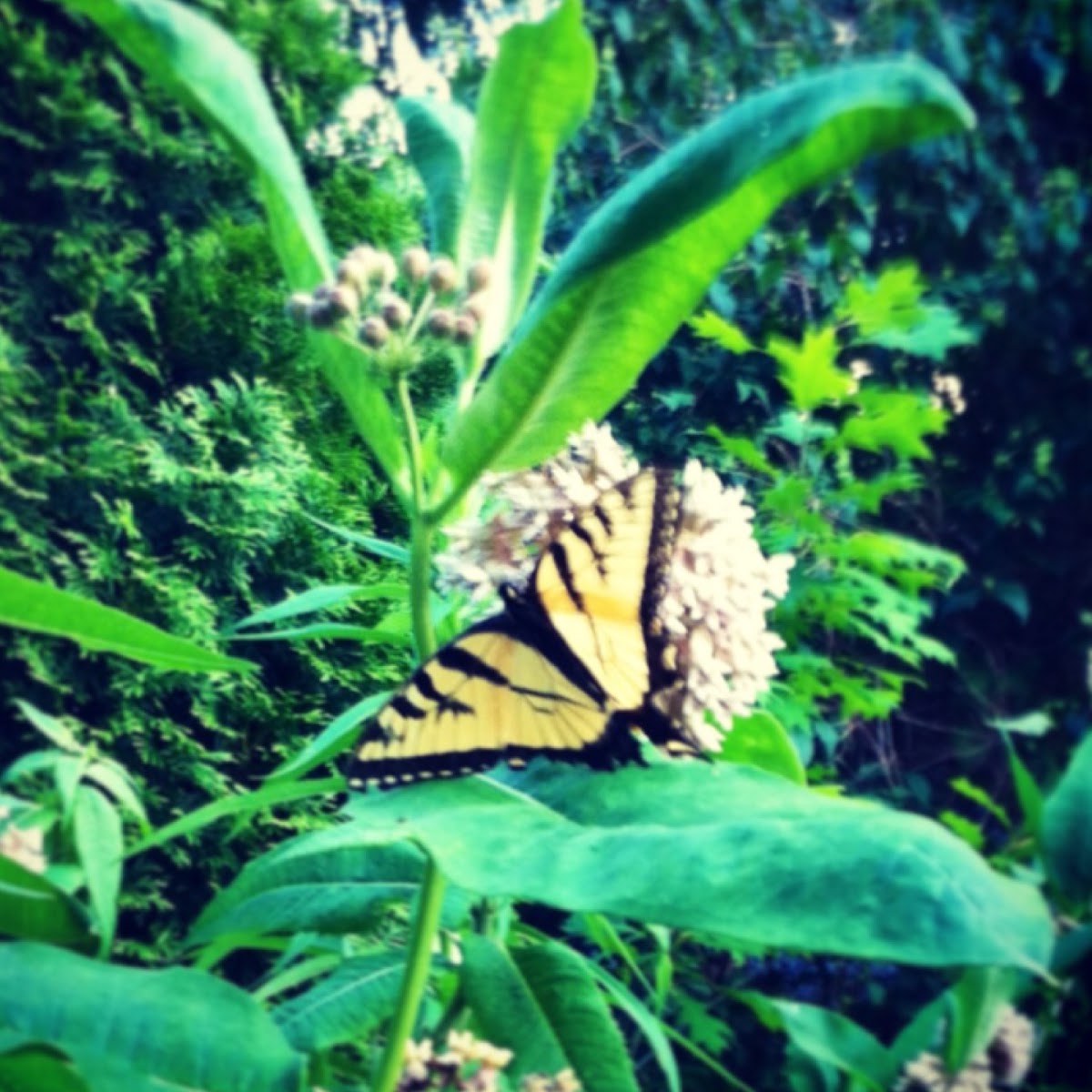 Eastern Tiger Swallowtail Butterfly