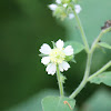 whiteflower leafcup