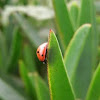 ladybug on sea fig