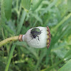 Common Green Shieldbug / Щитник