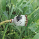 Common Green Shieldbug / Щитник