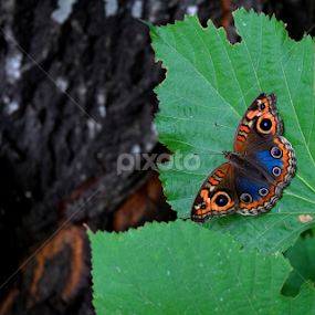 Colorful contrasts by LoRe Pics ARG - Animals Insects & Spiders