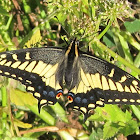 Anise Swallowtail Butterfly