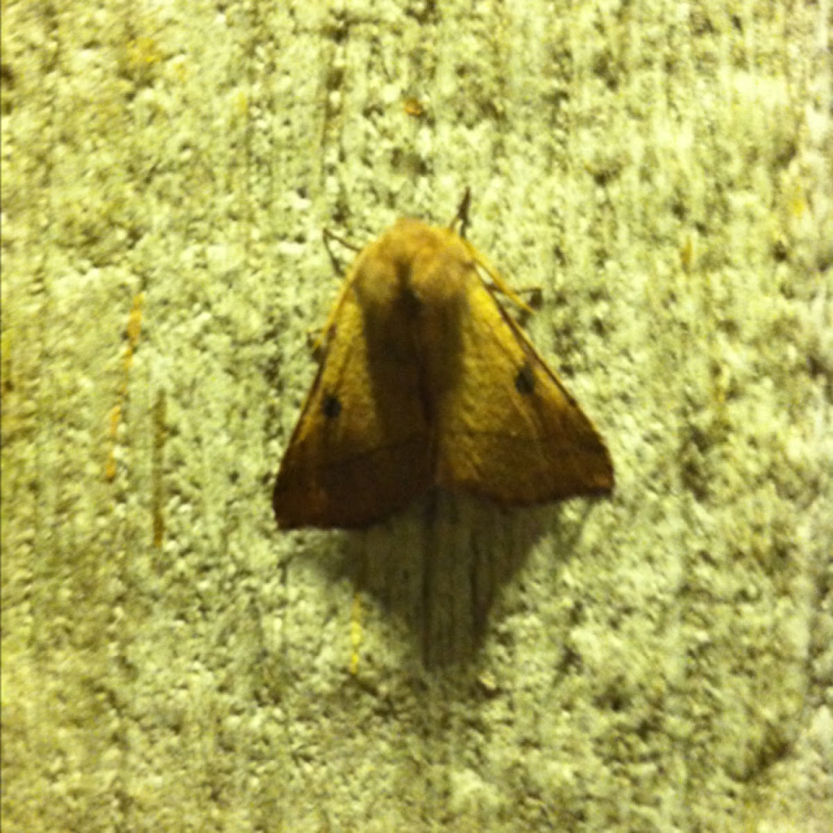 Brown Moth