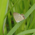 Long-Tailed Blue