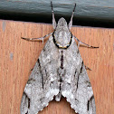 Sphingidae Hawk Moth