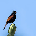Crested bunting
