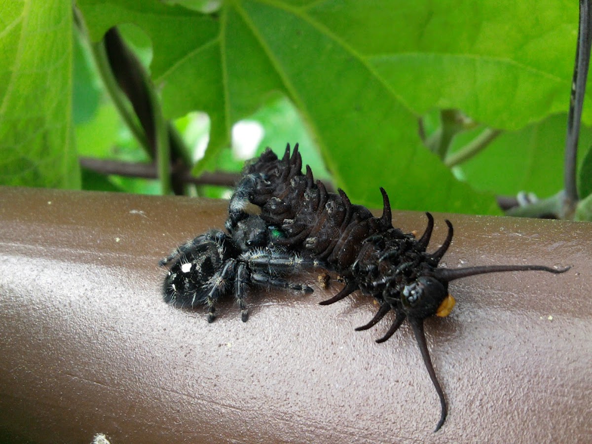 Bold jumping spider (eating a pipevine swallowtail caterpillar)
