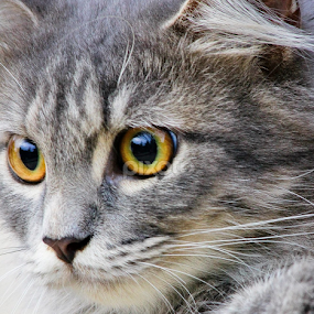 kucing by Ronald Wahyudi - Animals - Cats Portraits