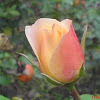 common rose