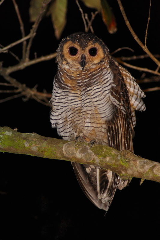 Spotted wood owl.