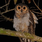 Spotted wood owl.