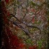 Tailless whip scorpion (Araña-Escorpión)