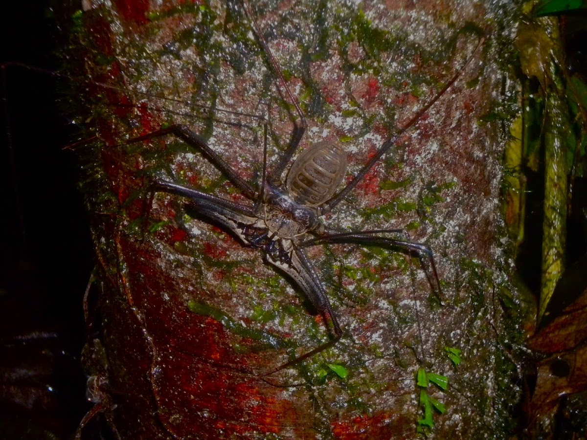 Tailless whip scorpion (Araña-Escorpión)