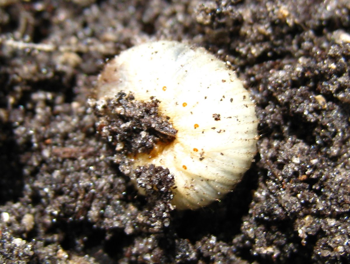 May Beetle Grub