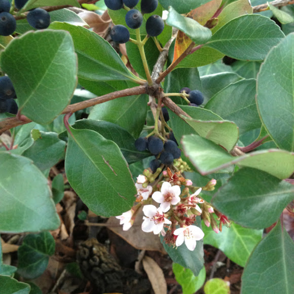 Japanese Hawthorn Project Noah