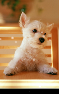 Lastest Xmas Puppy Live Wallpaper APK for Android