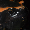 Marbled Rubber Frog