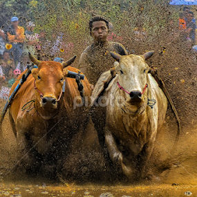 Pacu Jawi by Edwin Prajusa - News & Events Sports