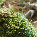 Powder Horn Lichen