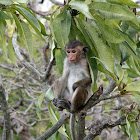 Toque macaque