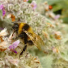 Large Earth-Bumblebee