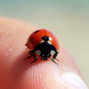 Ladybug, ladybird beetle
