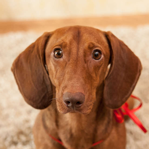 Dachshund Puzzle.apk 1.1