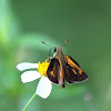 Baracoa Skipper