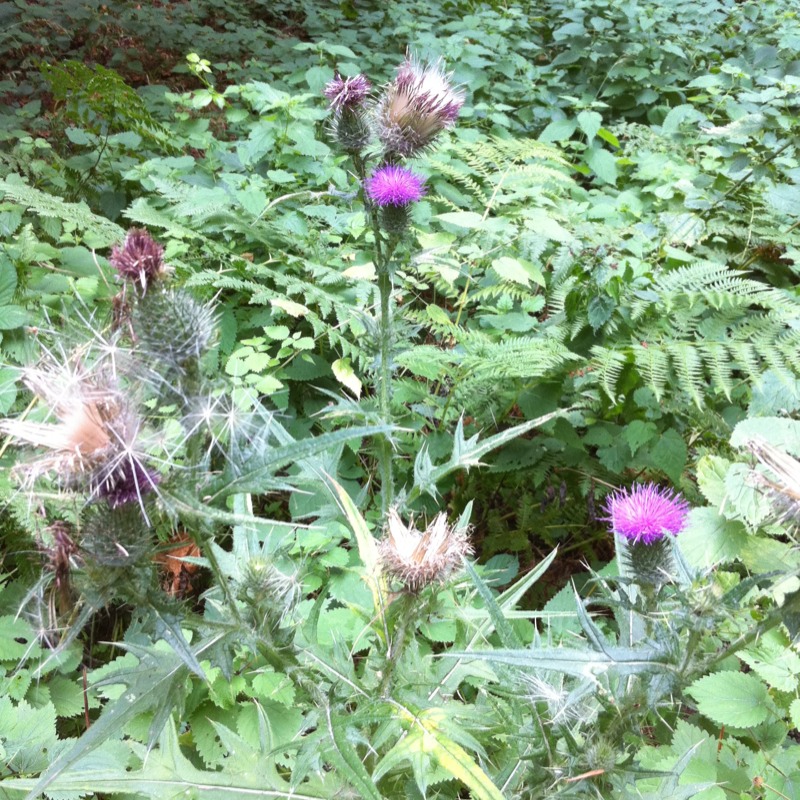 Spanish thistle