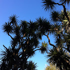 Cabbage tree