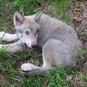 Gray wolf cub