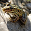 Pickerel Frog