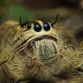 WOW! by Virgani Dhirgacahya - Animals Insects & Spiders