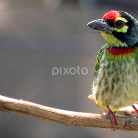 The Coppersmith Barbet by Protim Banerjee - Animals Birds