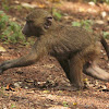 Olive baboon - adult and young