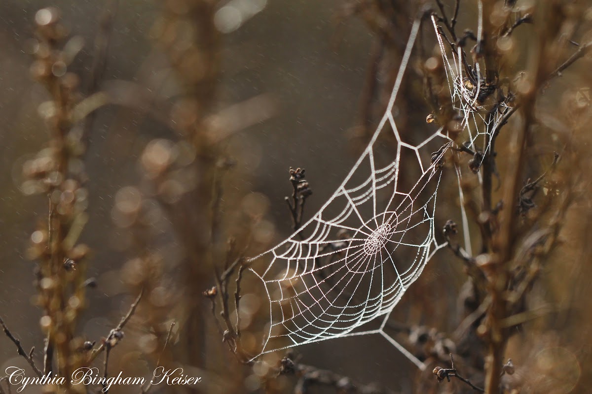 Orb Weaver web