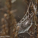 Orb Weaver web