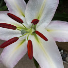 White Lilly