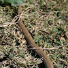 Burtons legless lizard