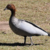 Wood ( Maned ) Duck- male