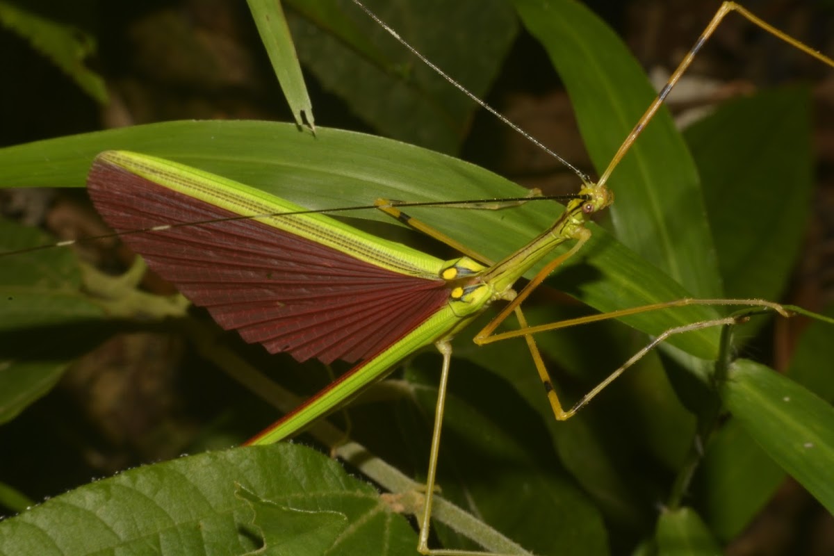 Malaysian Green Jewel Stick Insect, Phasmid