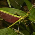 Malaysian Green Jewel Stick Insect, Phasmid