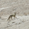 Himalayan Fox