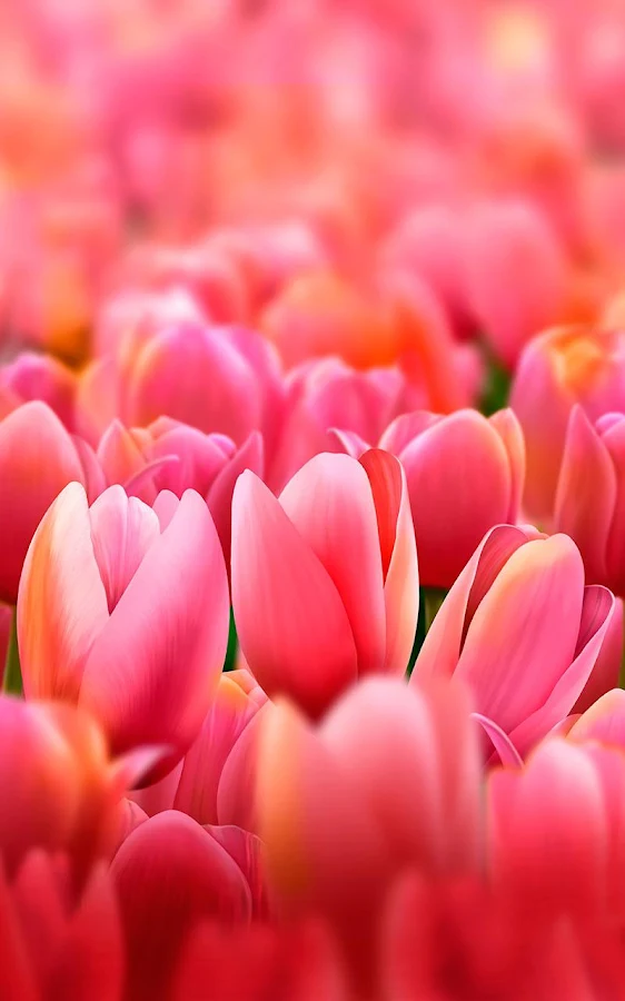 Tulips Kertas Dinding - screenshot