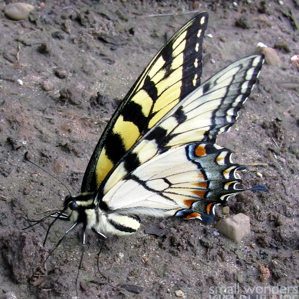 Canadian Tiger Swallowtail - male