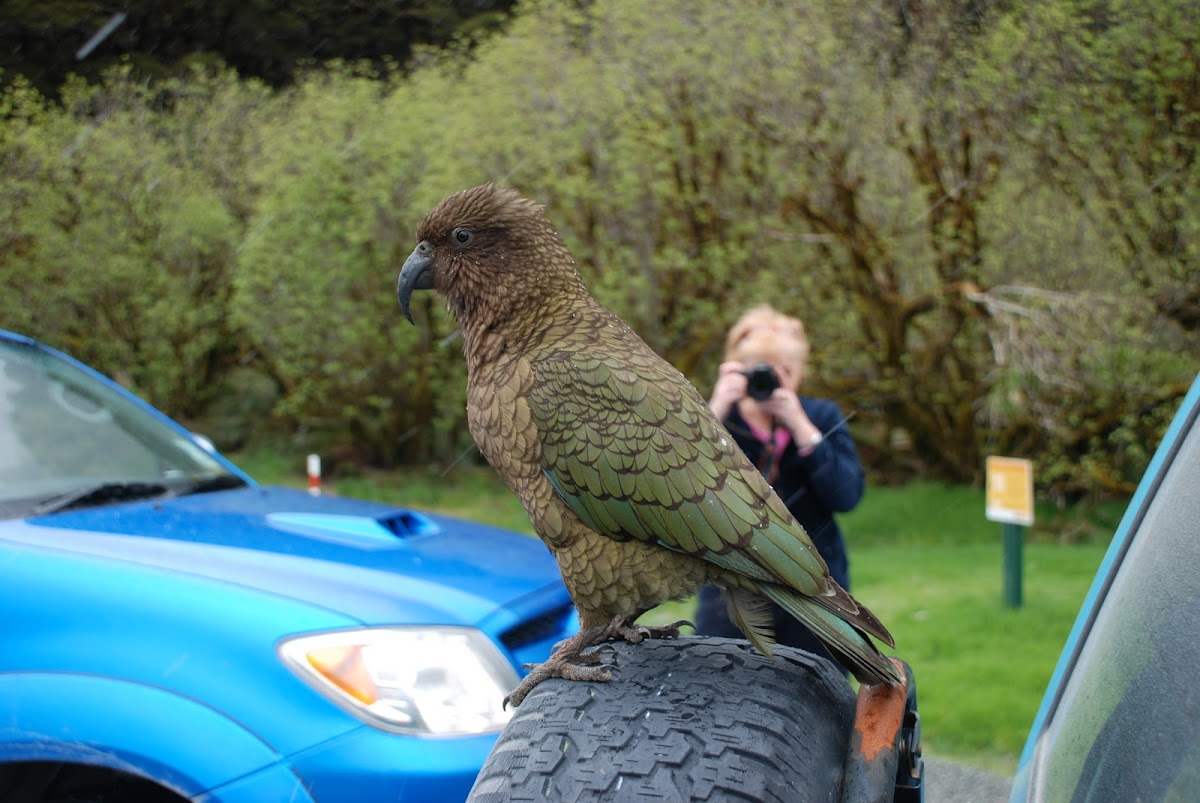 Kea